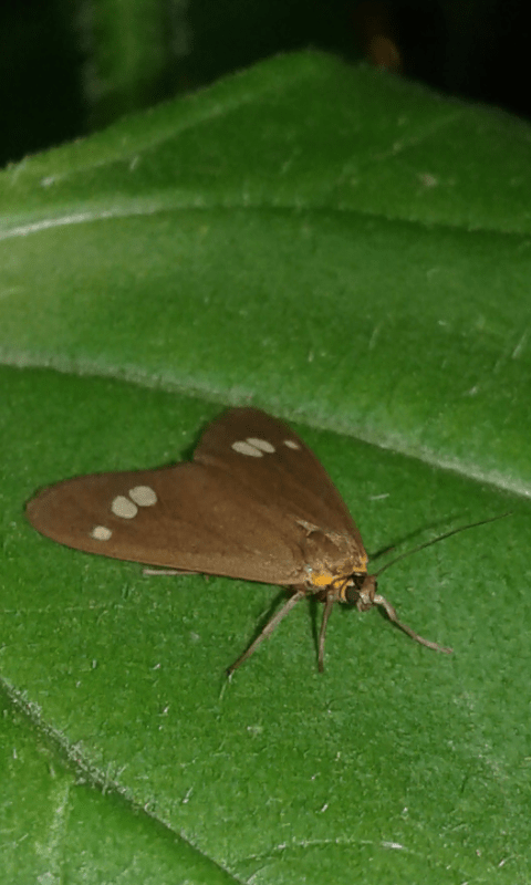 Dysauxes ancilla (Erebidae)? S, Erebidae Arctiinae